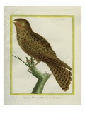 Cayenne Nightjar Giclee Print by Georges-Louis Buffon