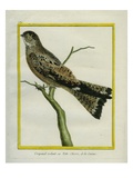 Roraiman Nightjar Giclee Print by Georges-Louis Buffon