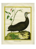 Brazilian Vulture Giclee Print by Georges-Louis Buffon