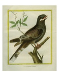 Nightjar Giclee Print by Georges-Louis Buffon