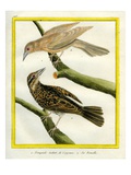 Common Starling and the Female Giclee Print by Georges-Louis Buffon