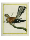 White-Tailed Nightjar Giclee Print by Georges-Louis Buffon