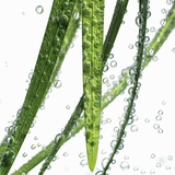 Reeds in Water Photographic Print by Alexander Feig