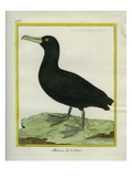 Chinese Albatross Giclee Print by Georges-Louis Buffon