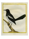 La Pie Giclee Print by Georges-Louis Buffon