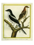 Magpie Shrike and Red-Backed Shrike Reproduction procédé giclée par Georges-Louis Buffon