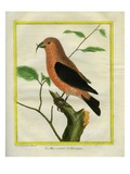 Crossbill Giclee Print by Georges-Louis Buffon