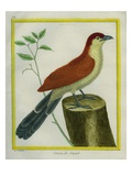 African Cuckoo Reproduction procédé giclée par Georges-Louis Buffon