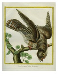 Cayenne Nightjar Giclee Print by Georges-Louis Buffon