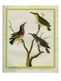 Sulphur-Billed Nuthatch, the Female and Cape Nuthatch Giclee Print by Georges-Louis Buffon