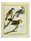 Gros-Bec De Virginie, Gros-Bec Des Indes Et Gros-Bec Appellé La Nonette Reproduction procédé giclée par Georges-Louis Buffon