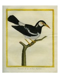 Pied Starling Giclee Print by Georges-Louis Buffon