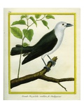 White-Bellied Cuckooshrike Giclee Print by Georges-Louis Buffon