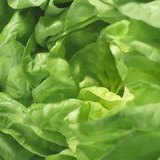 Salat Fotografie-Druck von Alexander Feig