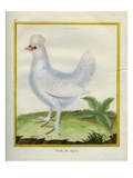 Japonese Hen Giclee Print by Georges-Louis Buffon