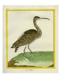 Whimbrel Reproduction procédé giclée par Georges-Louis Buffon