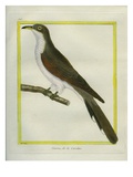 Yellow-Billed Cuckoo Reproduction procédé giclée par Georges-Louis Buffon