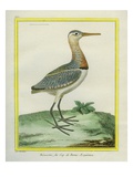 African Snipe Giclee Print by Georges-Louis Buffon