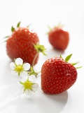 Three Strawberries Photographic Print by Klaus Arras