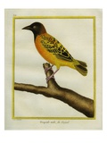 African Golden Oriole Reproduction procédé giclée par Georges-Louis Buffon