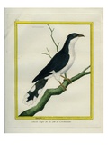 Jacobin Cuckoo Giclee Print by Georges-Louis Buffon