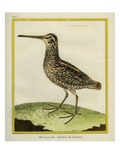 Giant Snipe Giclee Print by Georges-Louis Buffon