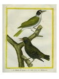 Palmchat and Eurasian Golden Oriole Reproduction procédé giclée par Georges-Louis Buffon
