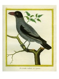 Barred Cuckooshrike Giclee Print by Georges-Louis Buffon