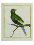 Green Parakeet Giclee Print by Georges-Louis Buffon