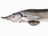 A Fresh Sturgeon Photographic Print by Ulrike Koeb
