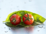 Two Cherry Tomatoes on a Basil Leaf Photographic Print by Roland Krieg