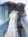 A Salmon Tail Photographic Print by Marc O. Finley