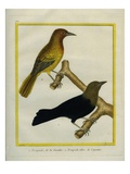Common Grackle and Green Oriole Reproduction procédé giclée par Georges-Louis Buffon