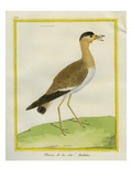Great Stone-Curlew Giclee Print by Georges-Louis Buffon