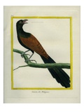 Philippine Hawk-Cuckoo Giclee Print by Georges-Louis Buffon