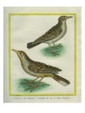 Eurasian Skylark and Oriental Skylark Giclee Print by Georges-Louis Buffon