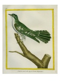 African Emerald Cuckoo Reproduction procédé giclée par Georges-Louis Buffon