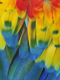 Close Up of a Macaw Parrots Feathers, Copan Ruinas, Central America, Honduras Photographic Print by Christian Heeb