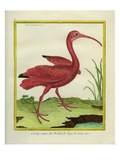The Brazilian Red Curlew Giclee Print by Georges-Louis Buffon