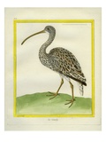 Curlew Reproduction procédé giclée par Georges-Louis Buffon
