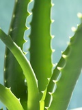 Aloe Vera Photographic Print by Kia Nu