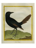 Senegal Magpie Giclee Print by Georges-Louis Buffon