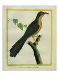 Mangrove Cuckoo Giclee Print by Georges-Louis Buffon