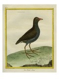 Common Moorhen Giclee Print by Georges-Louis Buffon