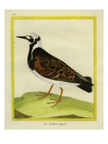 Ruddy Turnstone Giclee Print by Georges-Louis Buffon