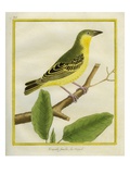 Female African Golden Oriole Giclee Print by Georges-Louis Buffon