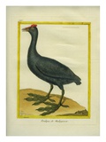 Red-Knobbed Coot Reproduction procédé giclée par Georges-Louis Buffon