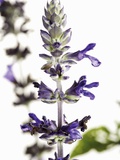 Flowers of Salvia Speciosa Photographic Print by Dieter Heinemann
