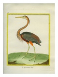 Purple Heron Giclee Print by Georges-Louis Buffon