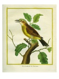 Northern Shrike Giclee Print by Georges-Louis Buffon